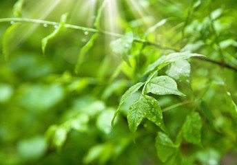 Beautiful green leaves under the sunshine in garden