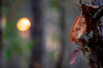 Closeup of dried  brown leaves on the tree with blurred background of forest and sun with bokeh.