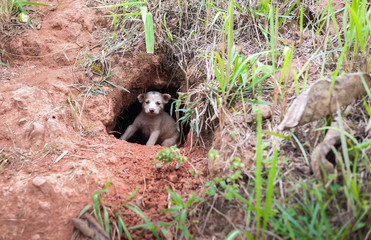  Puppy sleeping in the hole