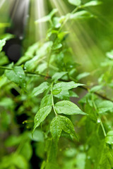 Beautiful green leaves under the sunshine in forest