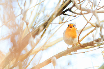 robin singing in the morning spring forest