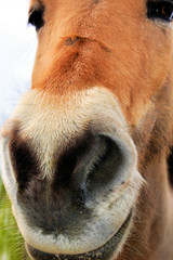 Portrait of a horse