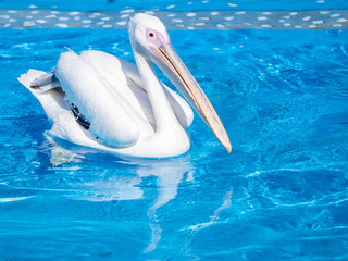 White pelican bird with yellow long beak swims in the water pool, close up