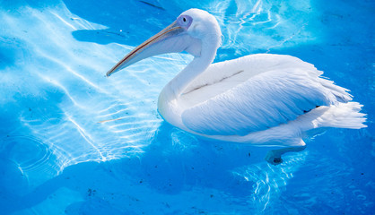 White pelican bird with yellow long beak swims in the water pool, close up