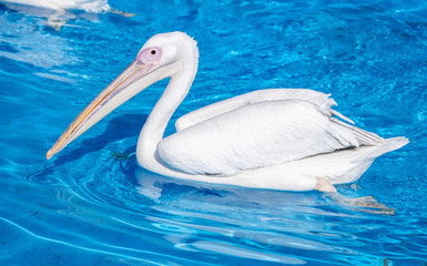 White pelican bird with yellow long beak swims in the water pool, close up