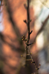 A branch with buds. Growing fruits of early spring