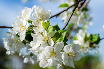 Obraz premium Flowering apple tree against a blue sky