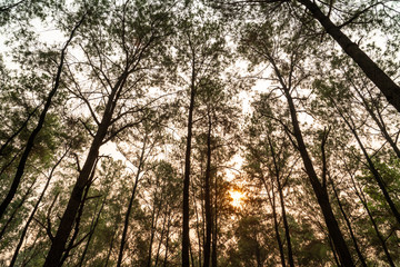 Sun shining through green pine tree forest in the morning.
