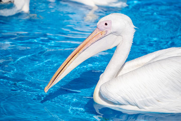 White pelican bird with yellow long beak swims in the water pool, close up
