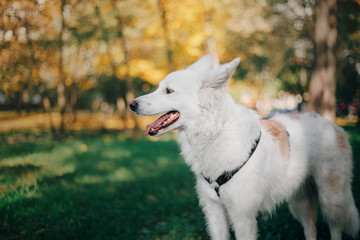 Cute White Swiss Shepherd Dog outdoor portrait in autumn