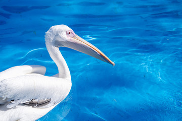 White pelican bird with yellow long beak swims in the water pool, close up