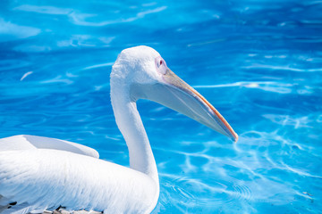 White pelican bird with yellow long beak swims in the water pool, close up