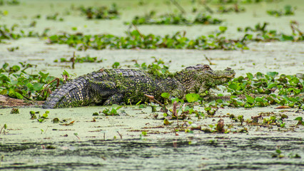 See you later, alligator