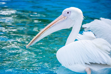 White pelican bird with yellow long beak swims in the water pool, close up