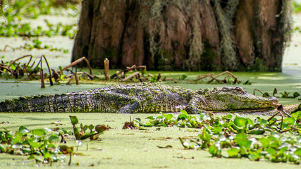 See you later, alligator