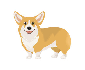 Cute corgi vector illustration. Smiling dog isolated on white background. Pet image in сartoon simple flat style.