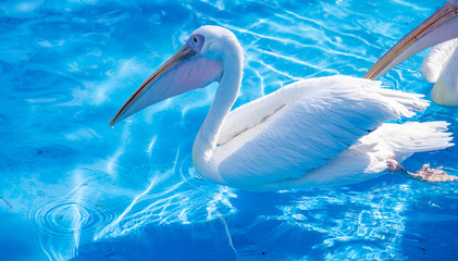 White pelican bird with yellow long beak swims in the water pool, close up