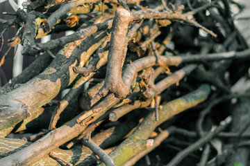 Brushwood prepared for the fire. A bunch of broken branches