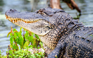 See you later, alligator