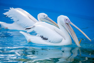 White pelican bird with yellow long beak swims in the water pool, close up
