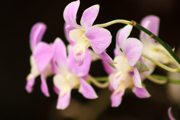 pink orchids flowers on black background