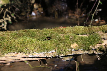 Mousse sur bois mort