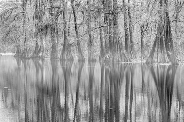  Forests in swamp under cloudy sky