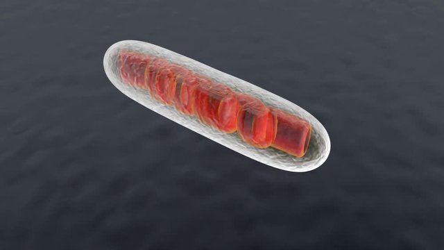 3D rendered Animation of a Mitochondria Cell.
