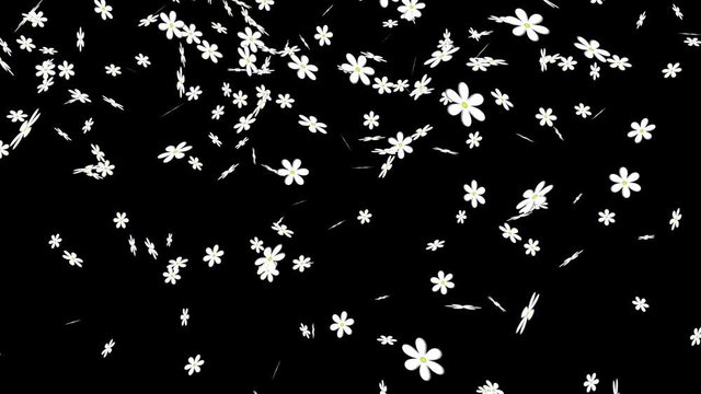 White Flowers on Black Background. Bright white flowers falling in the air, on black background.