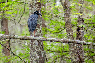Grey heron is enjoying sunny day at swamp