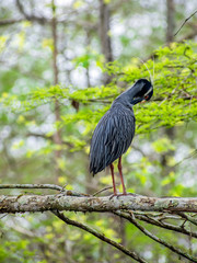 Grey heron is enjoying sunny day at swamp