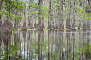  Forests in swamp under cloudy sky