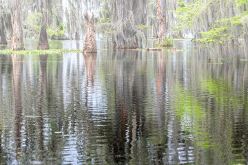  Forests in swamp under cloudy sky