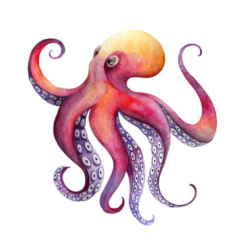 Pink octopus. Watercolor