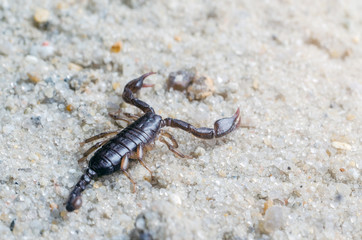 Scorpion creeps on the sand close up