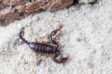 Scorpion creeps on the sand close up