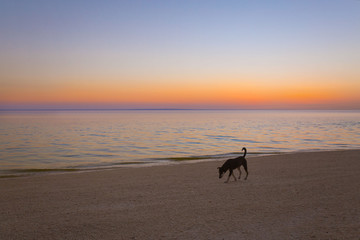 foraging one lonely dog only running on a deserted beach, a sunset tranquil scene
