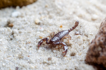 Scorpion creeps on the sand close up