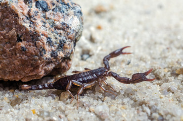 Scorpion creeps on the sand close up