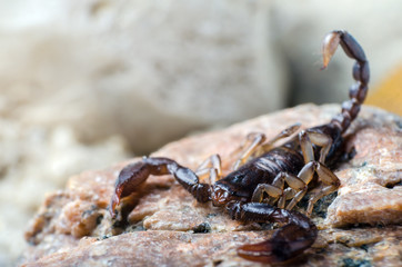 Scorpion sitting on a stone close up