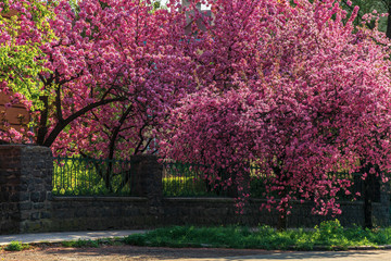 Naklejka premium streets of old town in sakura blossom. beautiful urban scenery in springtime. wonderful sunny weather