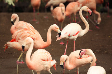 a flock Flamingo. Pink birds in natural park