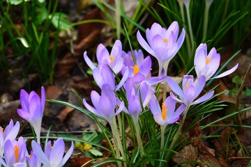 KROKUS FRÜHLINGSERWACHEN