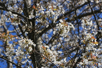 Fleurs de cerisiers