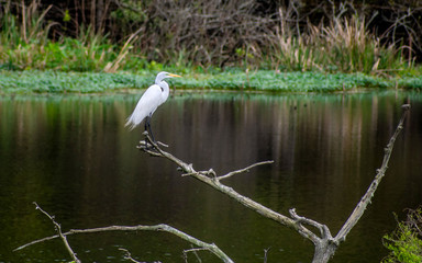 Great egret are enjoy summer times on swamps 