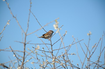 Sparrow on branch and blue sky