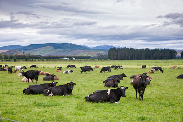 Rree range cattle grazing in a pasture New Zealand