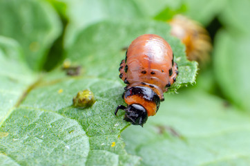 Red larva of the Colorado potato beetle eats potato leaves