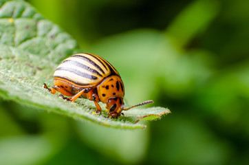 Colorado potato beetle crawling on potato leaves
