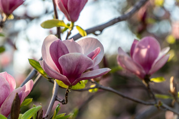 Magnolia flower closeup with many flowers in the background